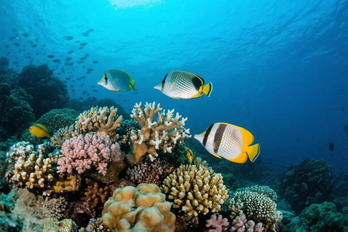 海底生态与渔场示意图